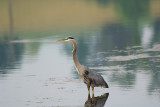 GREAT BLUE HERON