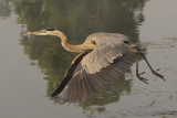 GREAT BLUE HERON