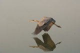 GREAT BLUE HERON