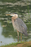 GREAT BLUE HERON