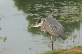 GREAT BLUE HERON