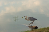 GREAT BLUE HERON