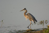 GREAT BLUE HERON