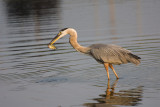 GREAT BLUE HERON