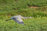 GREAT BLUE HERON