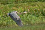 GREAT BLUE HERON