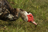 MUSKOVY DUCK