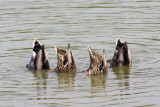 MALLARD DUCKS