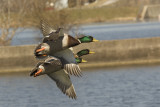 MALLARD DUCKS