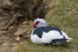 MUSKOVY DUCK