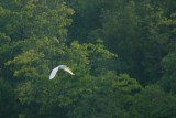 GREAT EGRET