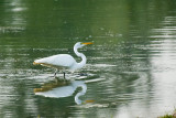 GREAT EGRET