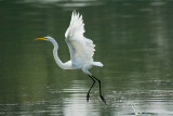 GREAT EGRET