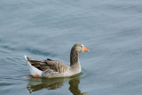 GREYLAG GOOSE