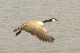 CANADA GOOSE