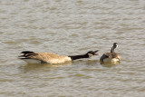 CANADA GOOSE