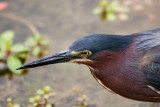 GREEN HERON