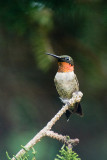RUBY THROATED HUMMINGBIRD - MALE