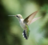RUBY THROATED HUMMINGBIRD - FEMALE