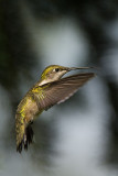 RUBY THROATED HUMMINGBIRD - FEMALE
