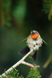 RUBY THROATED HUMMINGBIRD - MALE