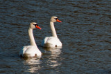 MUTE SWANS