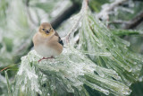 GOLDFINCH