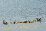 CANADA GOOSE