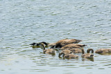 CANADA GOOSE