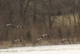 CANADA GOOSE
