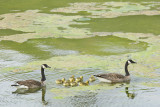 CANADA GOOSE