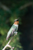 RUBY THROATED HUMMINGBIRD - MALE