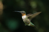 RUBY THROATED HUMMINGBIRD - MALE