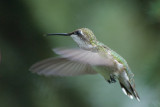 RUBY THROATED HUMMINGBIRD - FEMALE