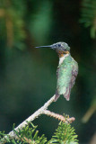 RUBY THROATED HUMMINGBIRD - MALE