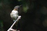 RUBY THROATED HUMMINGBIRD - MALE