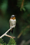 RUBY THROATED HUMMINGBIRD - MALE