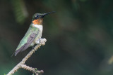 RUBY THROATED HUMMINGBIRD - MALE