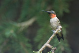 RUBY THROATED HUMMINGBIRD - MALE