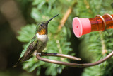 RUBY THROATED HUMMINGBIRD - MALE