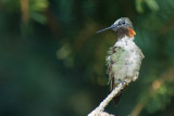 RUBY THROATED HUMMINGBIRD - MALE