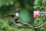 RUBY THROATED HUMMINGBIRD - MALE