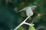 RUBY THROATED HUMMINGBIRD - MALE