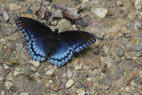 RED SPOTTED PURPLE