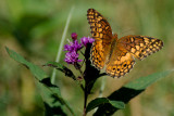 UNIDENTIFIED BUTTERFLY