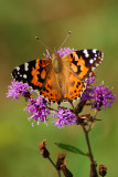 PAINTED LADY