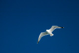 SEAGULL