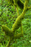 MOSS COVERED BRANCHES