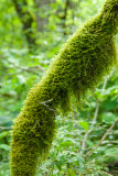 MOSS COVERED TREE BRANCH
