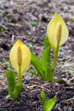 SKUNK CABBAGE